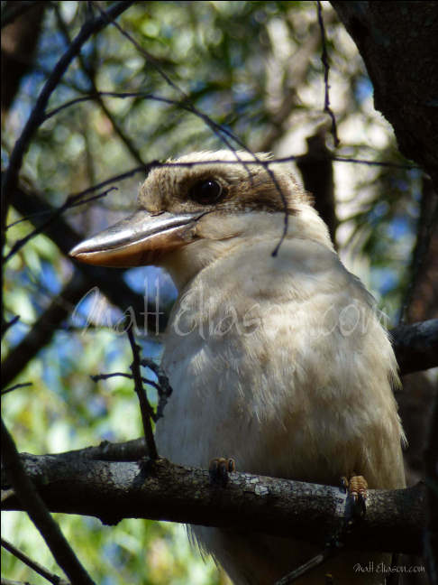 kookaburra photo