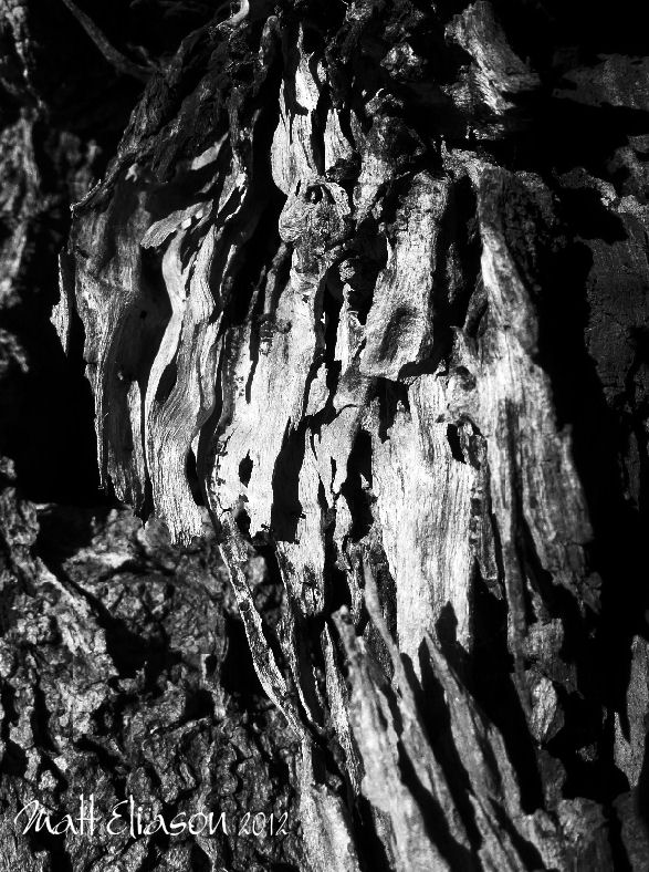 wood in black and white