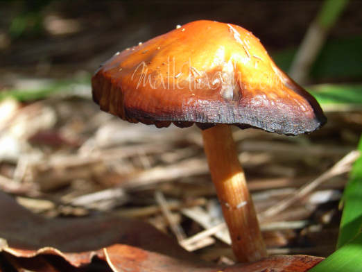 Delicate orange mushroom photo