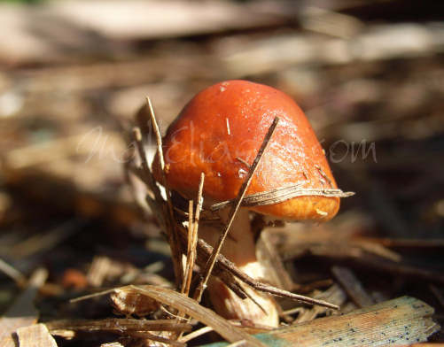 photogragraph of cute small orange mushroom