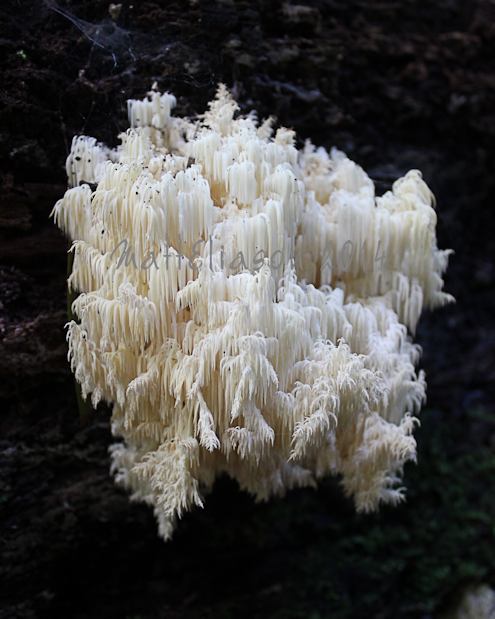 Coral tooth fungi