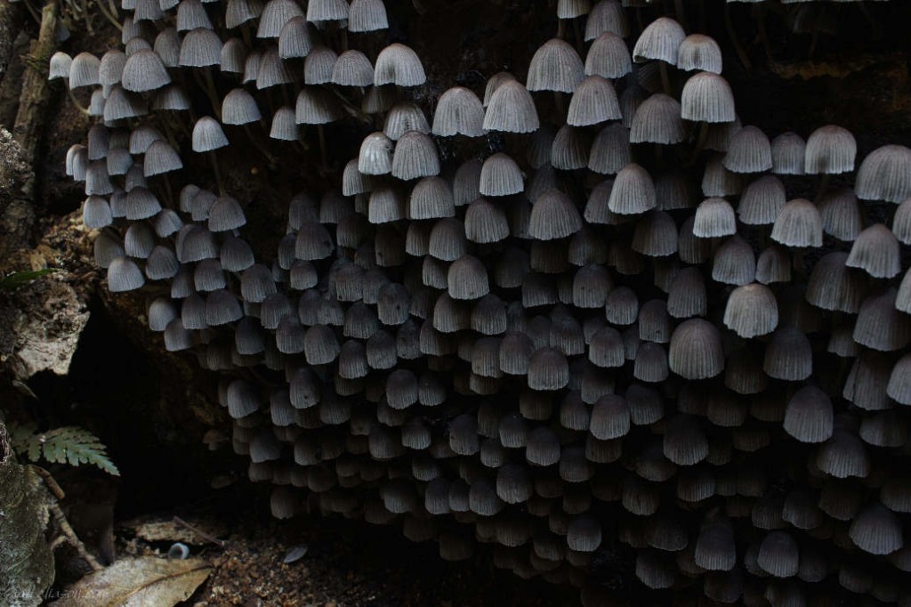 fungi garden australia