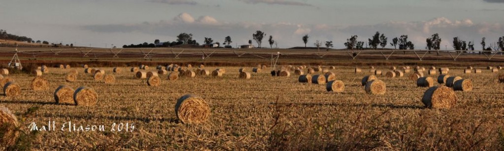 summer crop bails darling downs qld