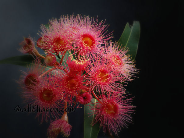 Eucalyptus Flowers