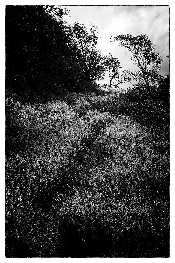 Path through the grass