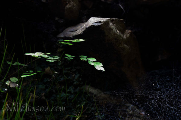 photo for sale - maidenhair fern