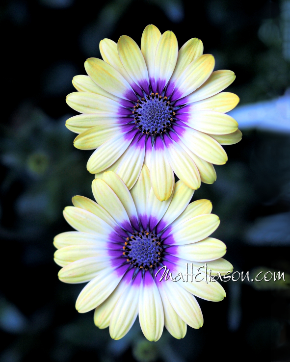 Fine art photo of two daisy flowers for sale