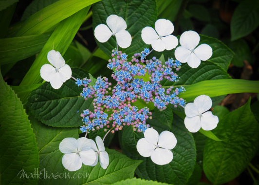 White and blue flowers