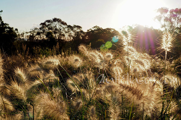 Seed heads at sunset