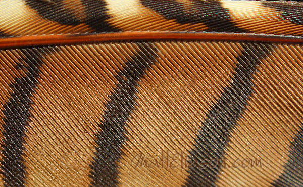 feather close up - instant download.