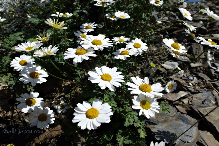 Flowers at Stepantsminda