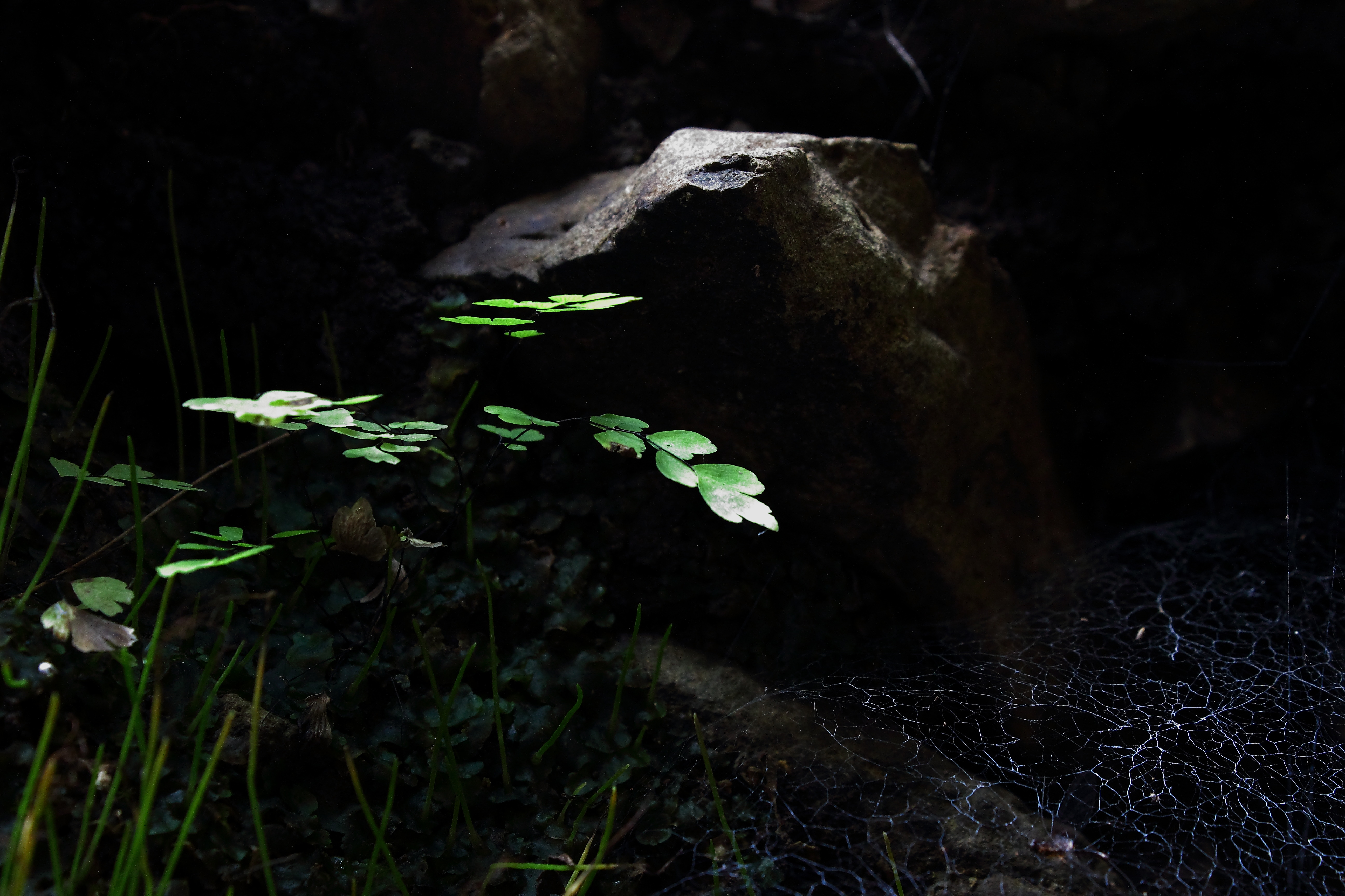 wild maidenhair fern