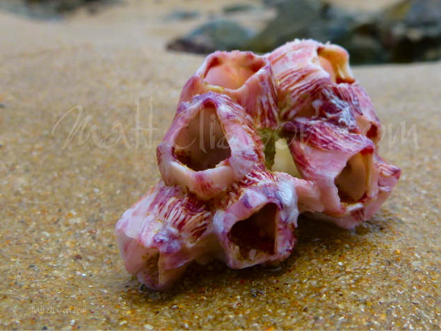 Photo of a barnacle on a beach