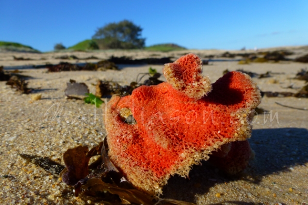 Orange sponge on beach