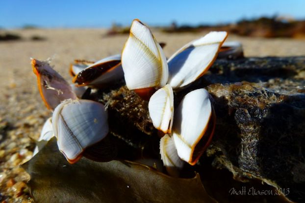 Goose or stalked barnacles (Lepas anatifera) on driftwood