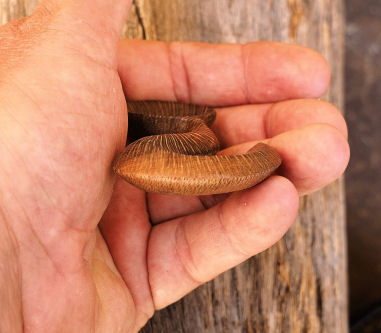 macadamia spoon