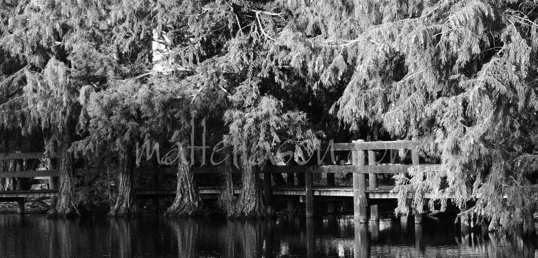 Photos of boardwalk trees in black and white