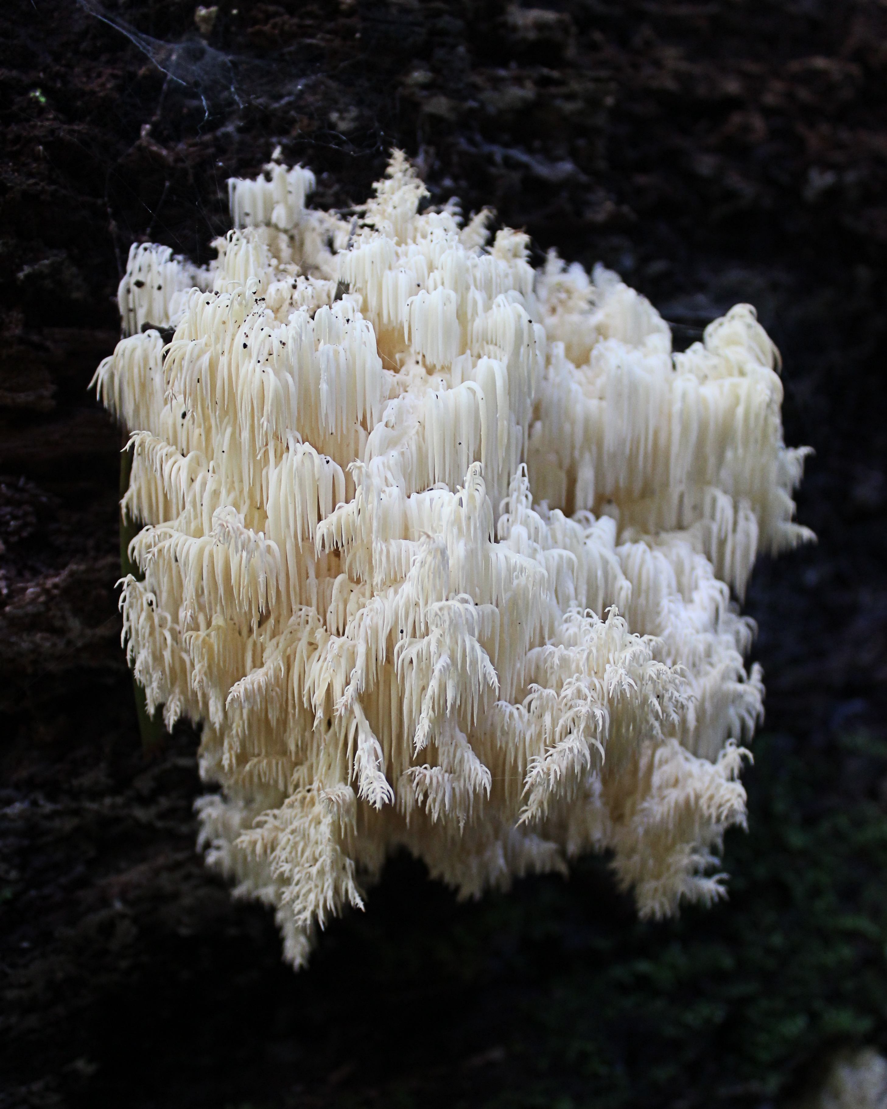 CoralToothFungi